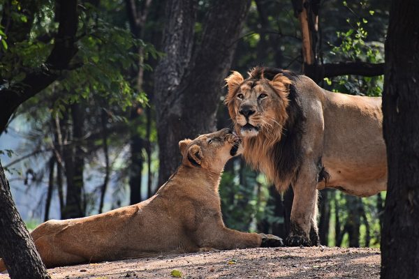 A ‘Muslim’ Lion Cohabiting With a ‘Hindu’ Lioness Has Got the Goat of India’s Hindutva Activists