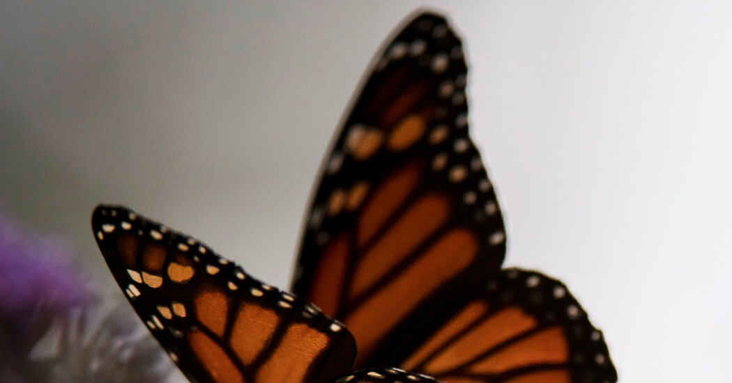 In California, the Number of Monarch Butterflies Has Dropped by 30 Percent