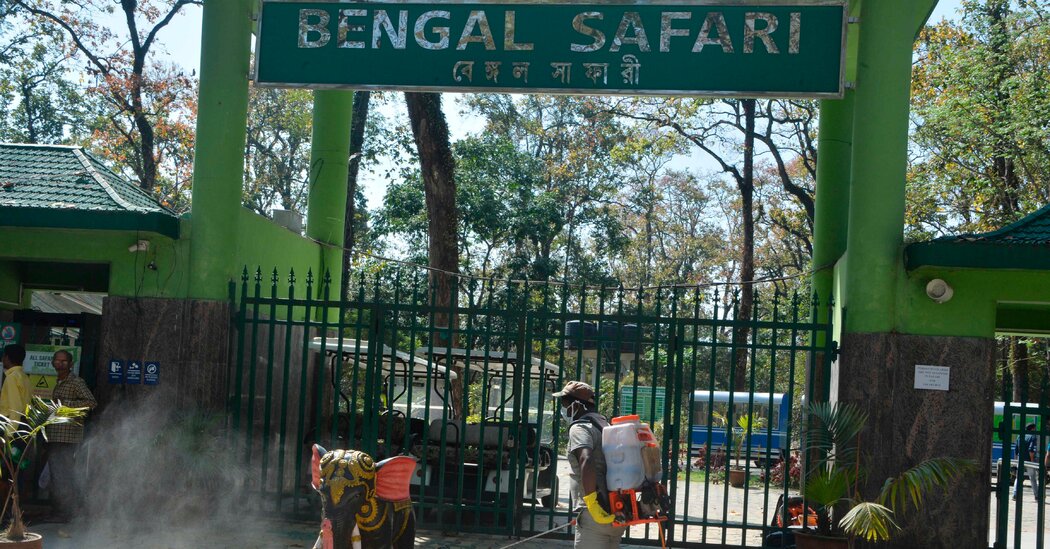 India Zoo Official Gave Revered Names to 2 Lions. He Was Punished.