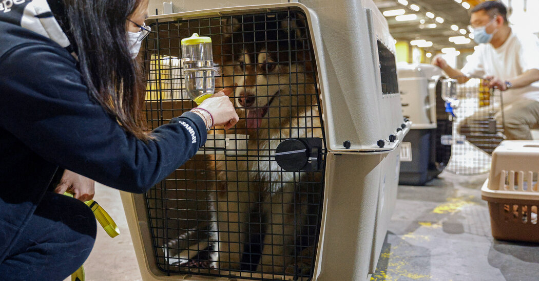 Moving Pets Abroad Has Always Been Expensive. It’s About to Get Worse.