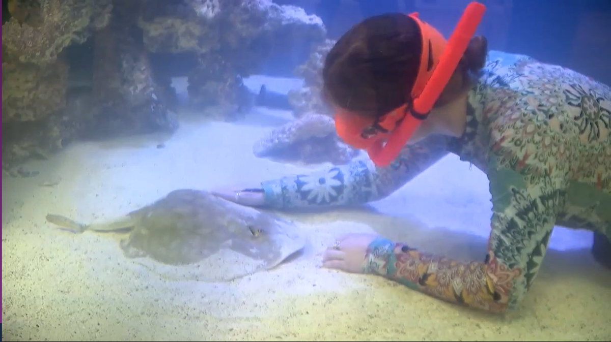 Mystery over stingray that could have been impregnated by shark