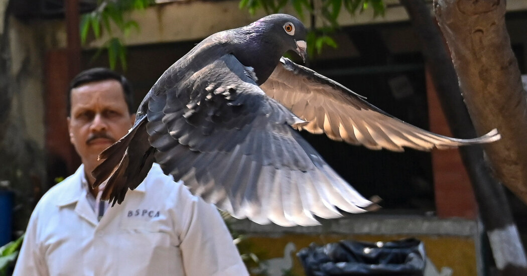 Pigeon Collared as a Possible Chinese Spy Is Freed After 8 Months