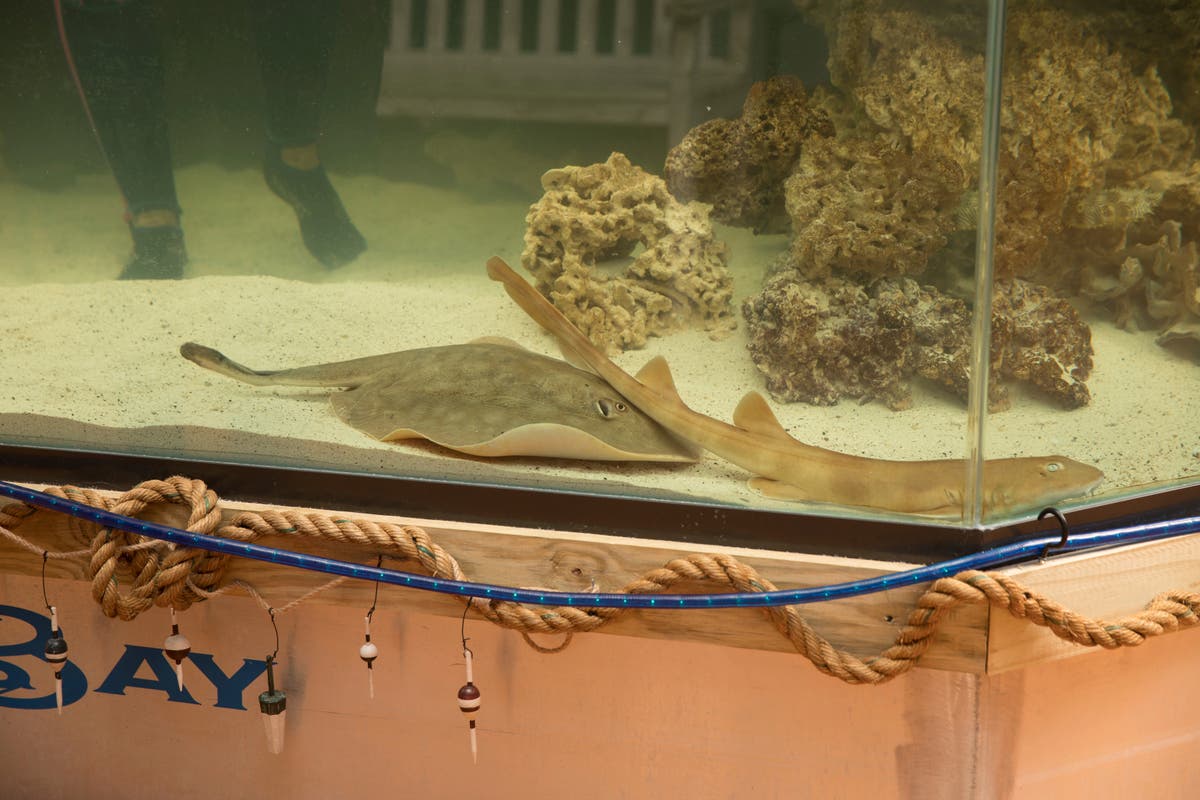 Pregnant ‘virgin’ stingray set to give birth in North Carolina