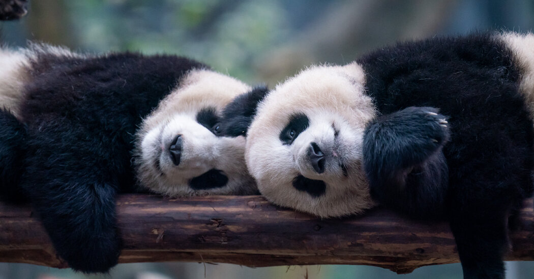 San Diego Zoo Could Be First in U.S. to Get Pandas From China Again