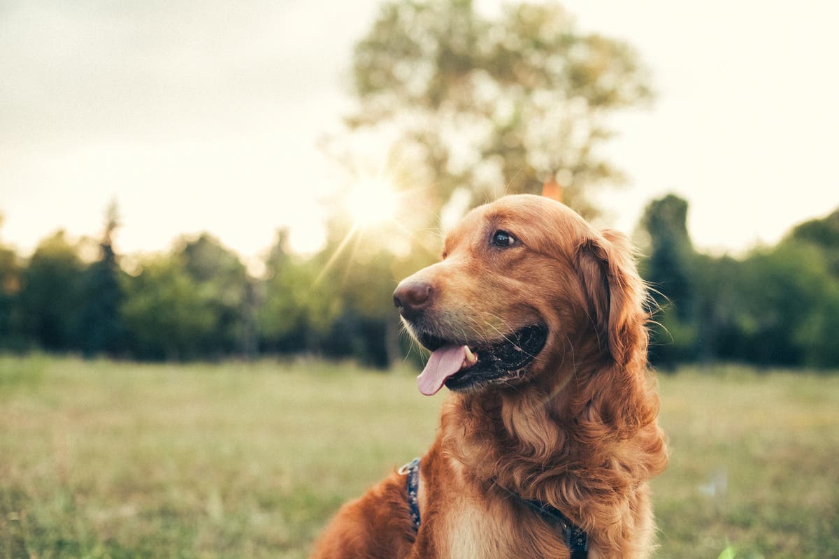 The secret to why some dogs live longer than others
