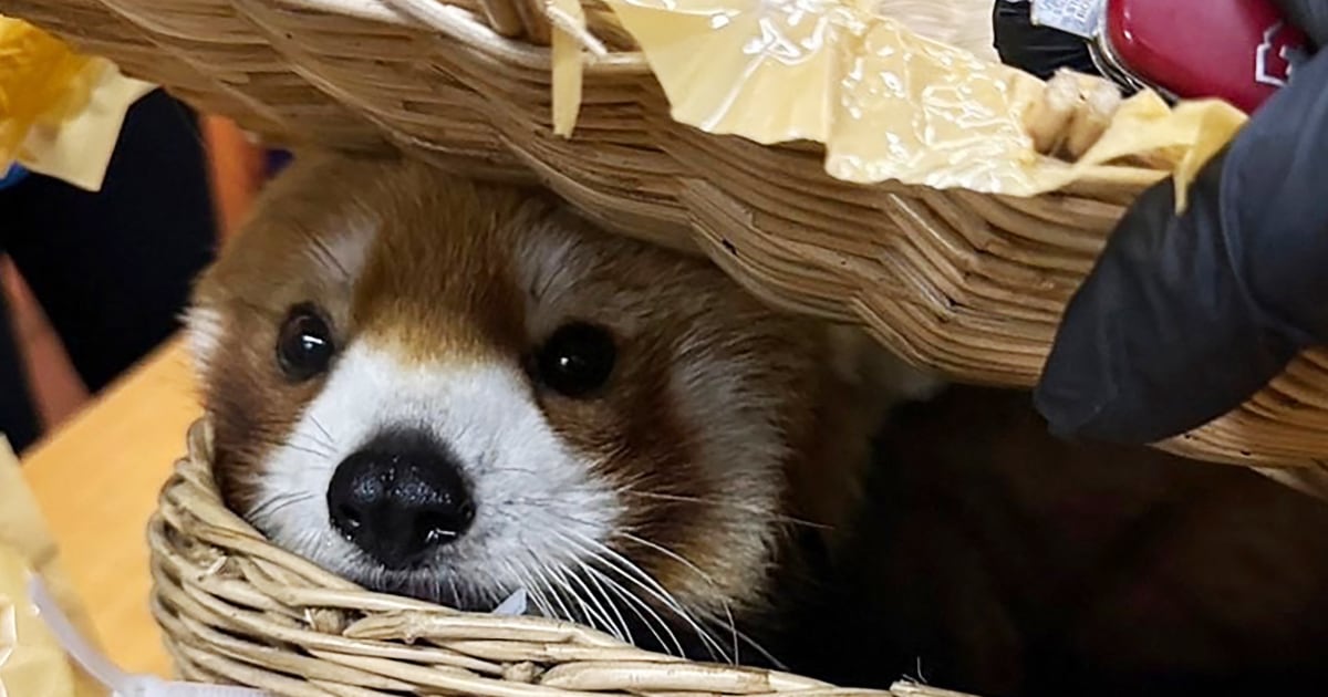 Red panda found in baggage of smuggling suspects at Thai airport