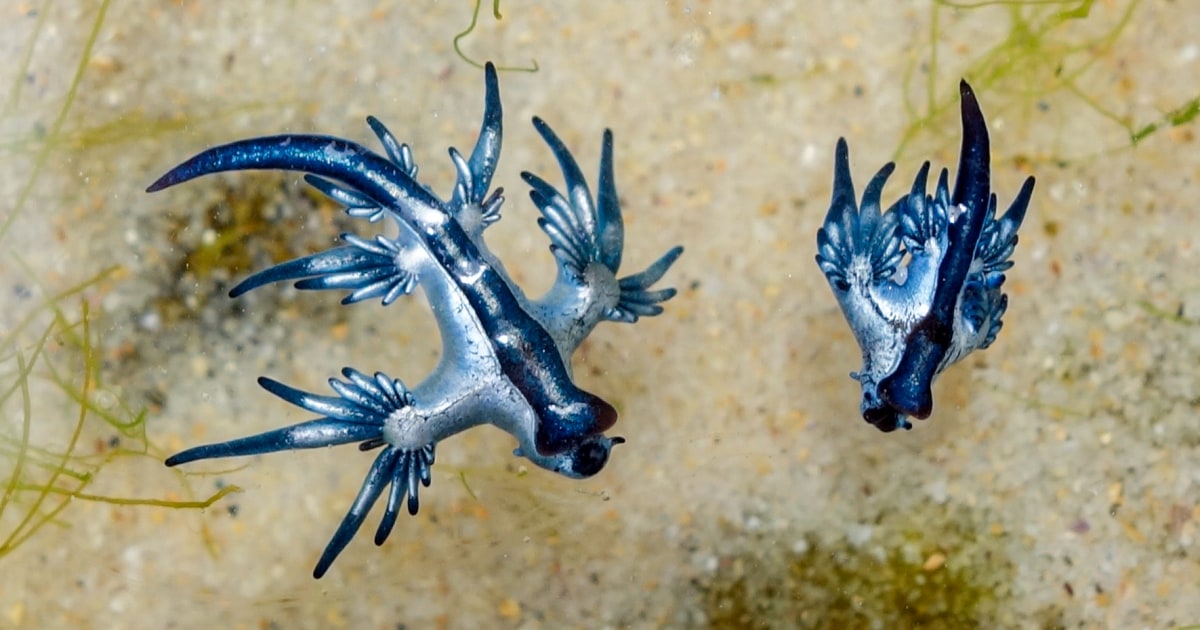 The blue dragons season is upon us, but researchers remind beachgoers to think twice before touching them