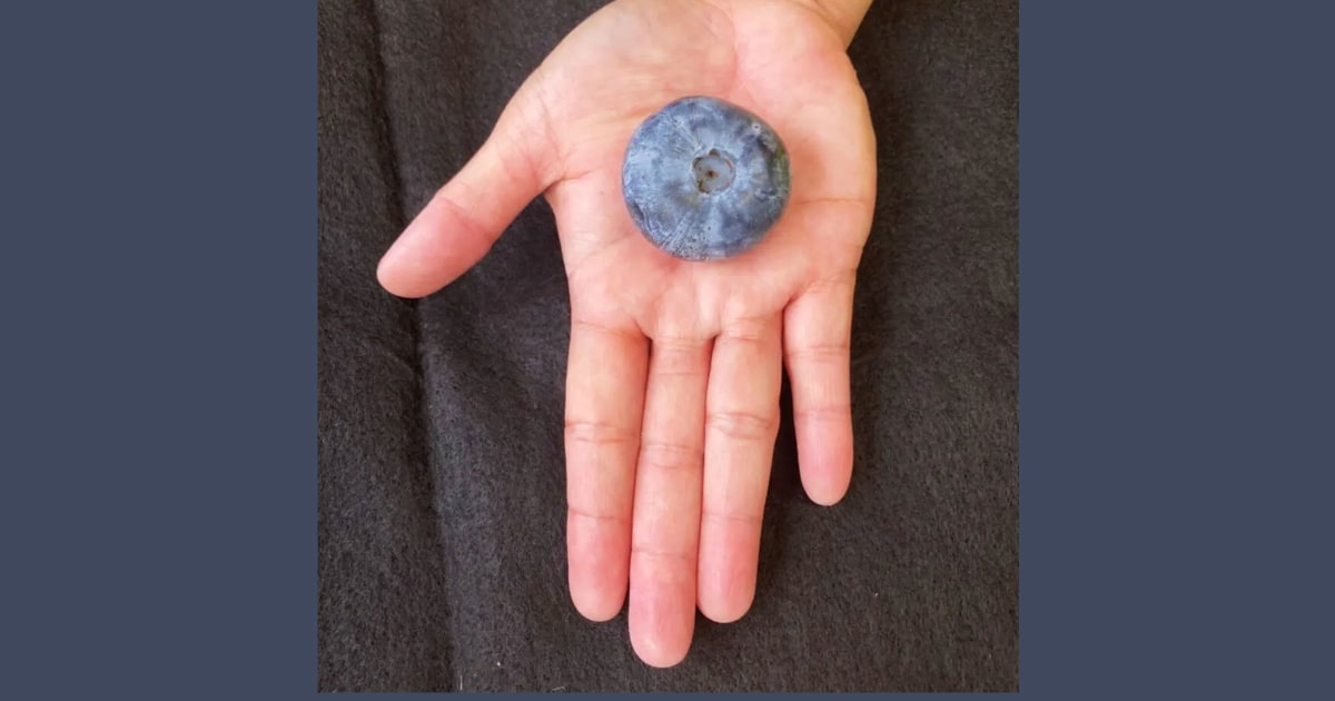 Australian blueberry breaks record as world’s heaviest