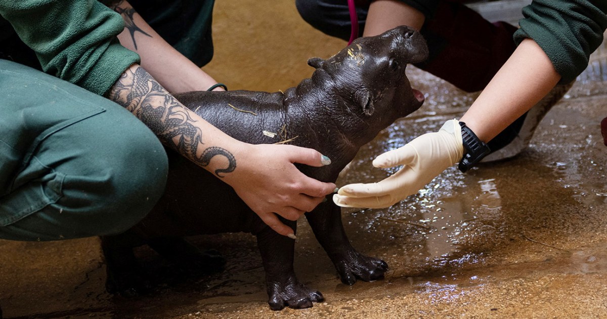 It’s a boy! Athens zoo welcomes birth of rare pygmy hippo