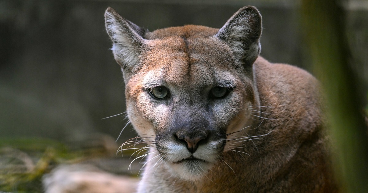 1 killed, 1 injured in mountain lion attack in Northern California