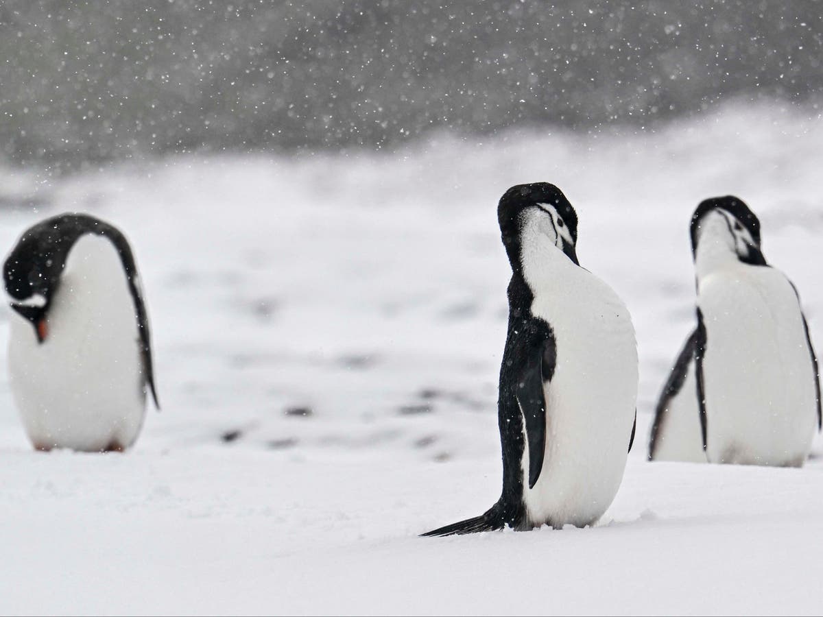 Applications open to work in Antarctica’s ‘penguin post office’