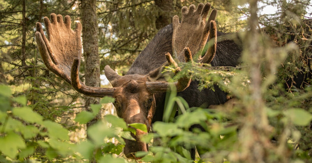 Confronted by an Angry Moose? Here’s What to Do.