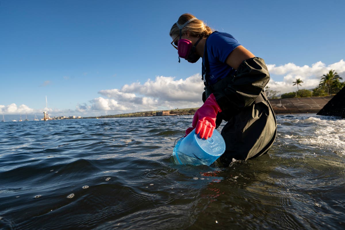 In Hawaii, coral is the foundation of life. What happened to it after the Lahaina wildfire?
