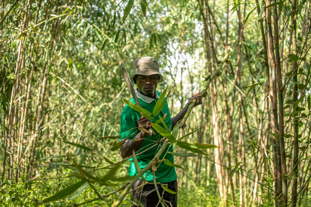 In Uganda, bamboo has government's backing as a crop with real growth potential