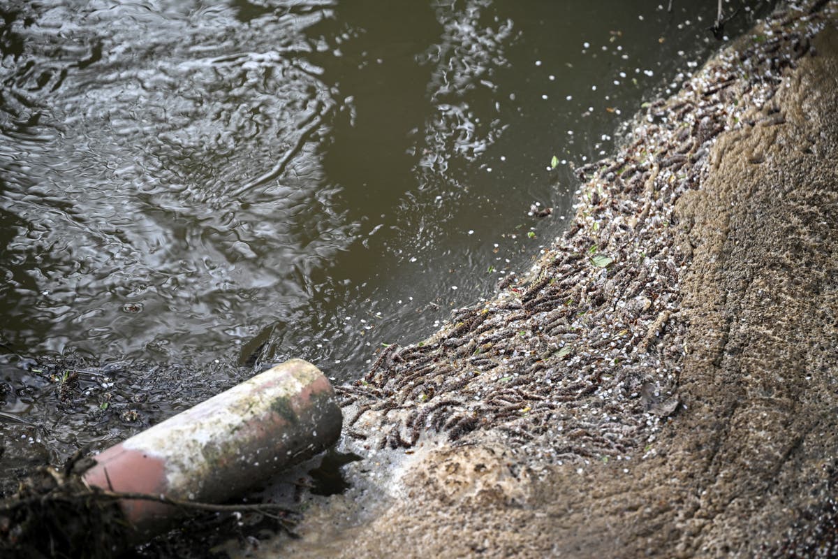 Labour vows crackdown on sewage-dumping water companies as waterborne diseases soar