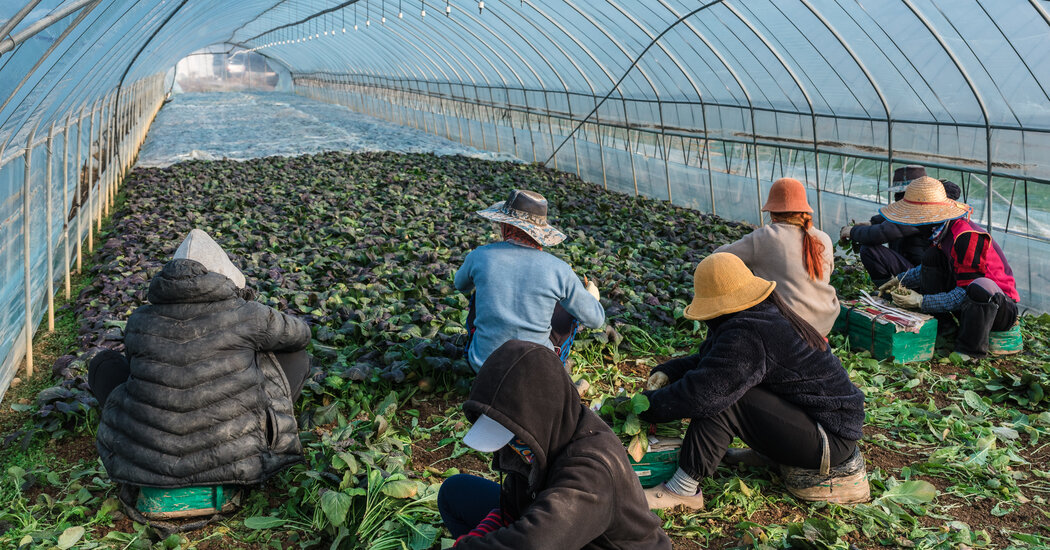 South Korea Needs Foreign Workers, but Often Fails to Protect Them