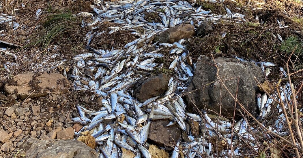 100,000 Live Salmon Spilled Off a Truck. Most Landed in a Creek and Lived.