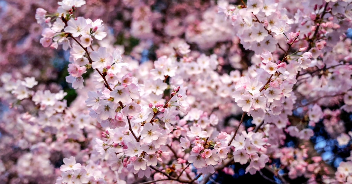 Japan gifts 250 new cherry trees to D.C., replacing those to be removed for repairs