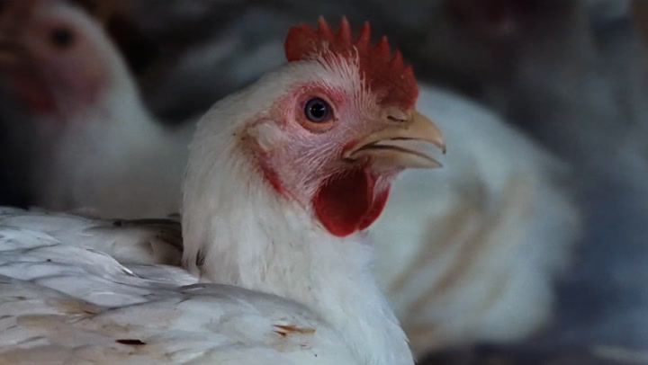 RSPCA launches For Every Kind campaign to ‘rethink animals’ in 200th year