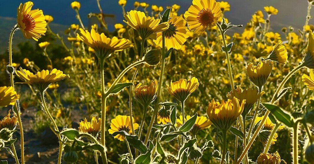 California Is in Bloom Again