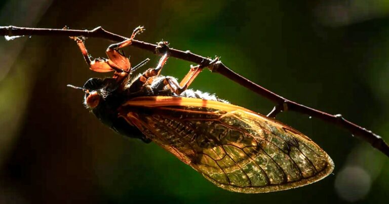 Cicadas incoming: Billions of insects poised to emerge in double-brood invasion