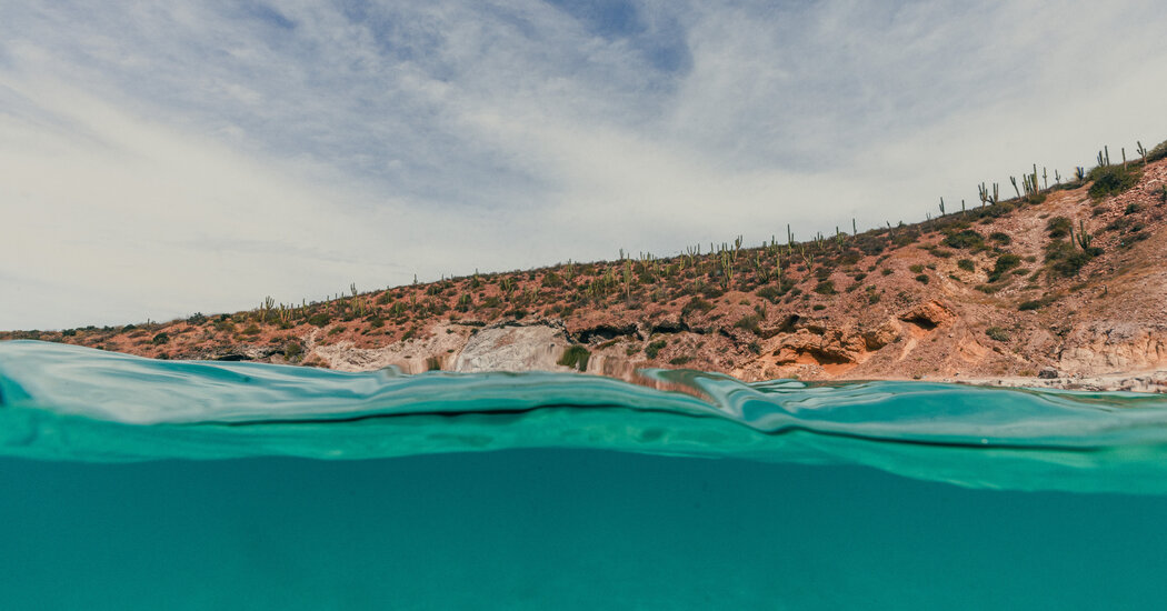 Desert Drives and Sea Lion Dives: The Enduring Draws of La Paz, Mexico