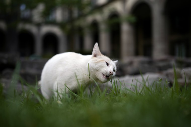 Coco nibbles on a blade of grass in a National Palace courtyard, in Mexico City