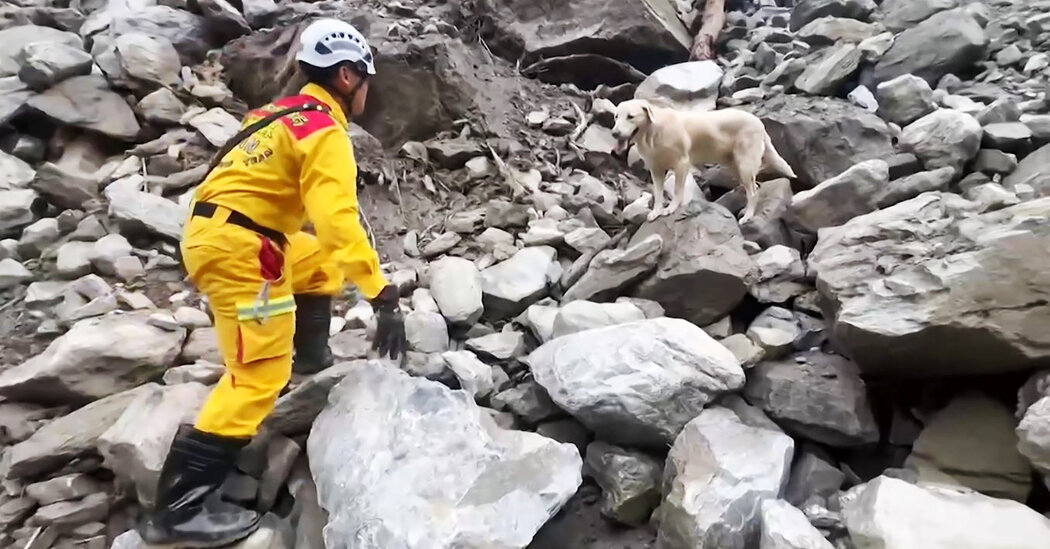 Roger, a Failed Drug Dog, Becomes a Hero of Taiwan’s Quake Response